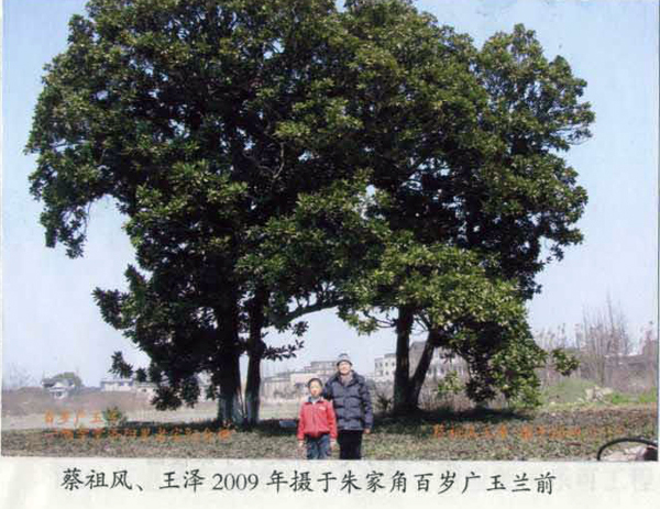朱家角珠溪园内外三棵百年古树
