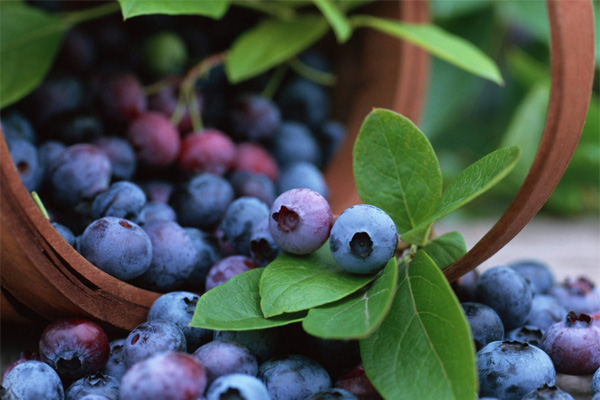 自然农法种植 蓝莓采摘季