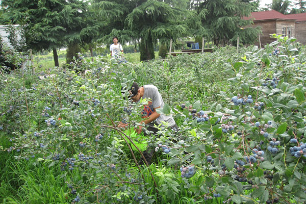自然农法种植 蓝莓采摘季